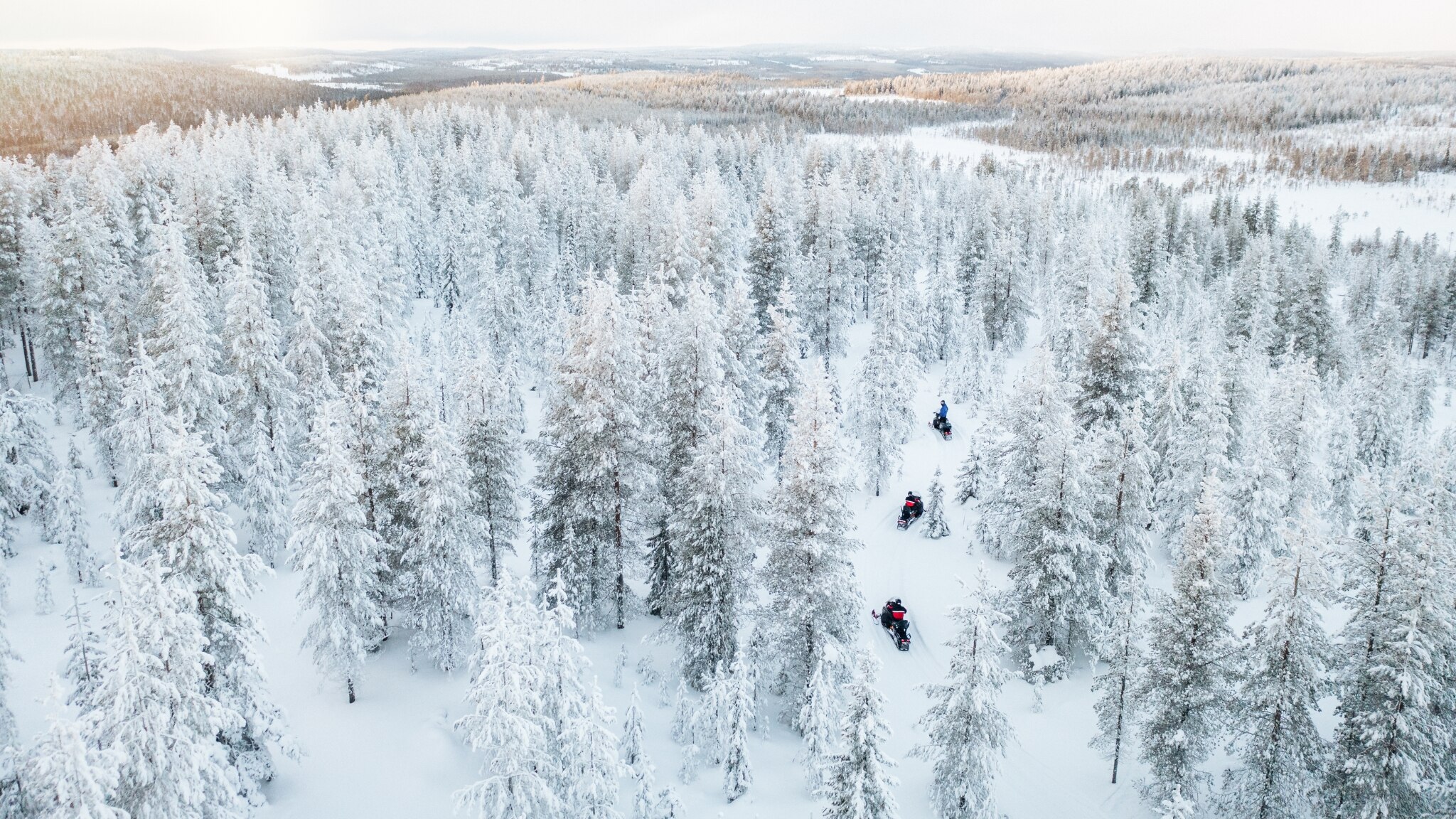 snowy forest in Finland