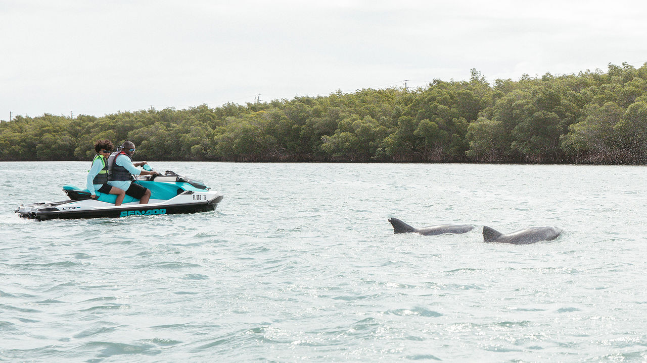 dauphins en Floride