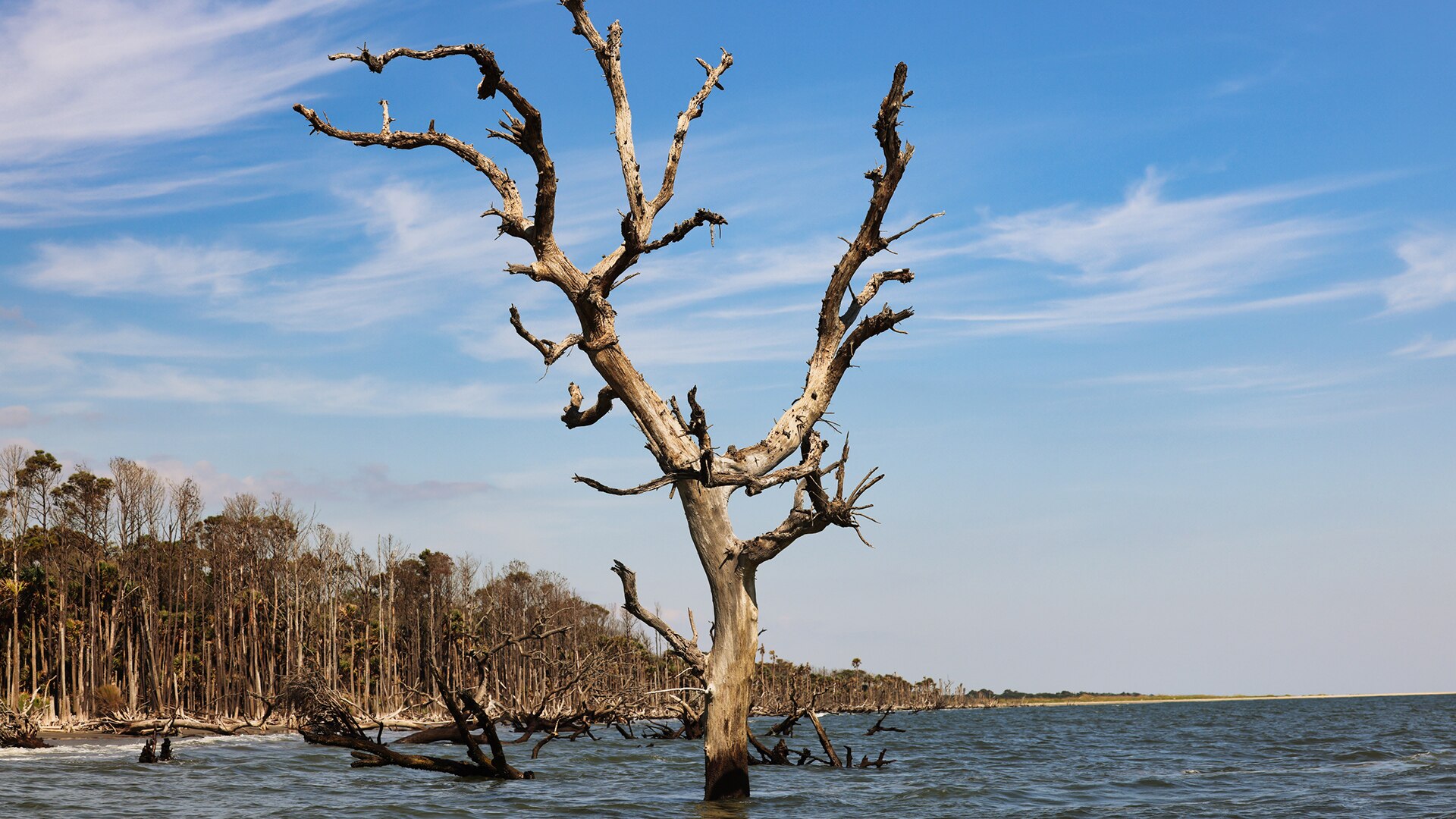 Vue d'un arbre avec des racines dans l'eau